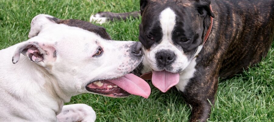 4 mezcla de pitbull que son sorprendentes y adorables