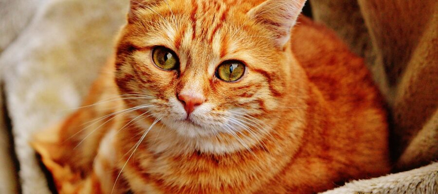 A qué edad los gatos ingresan al calor: información para los propietarios