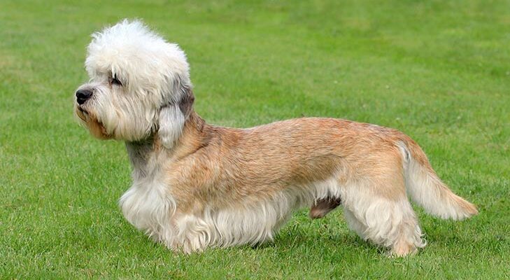 Animalpierciesce | Dandie Dinmont Terrier