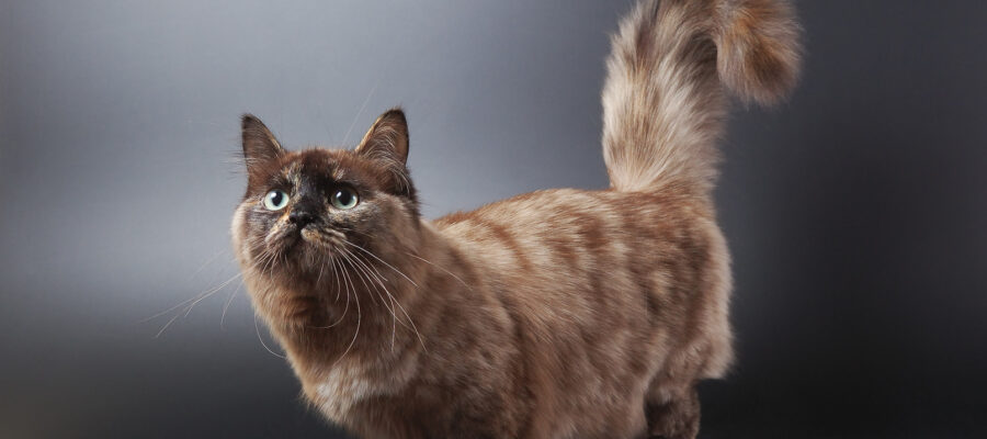 Animalpierciesce | Munchkin