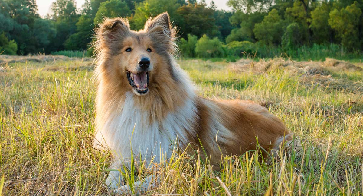 AnimalsPierciesce | Collie: información, características, colores, tamaño, peso, pollo