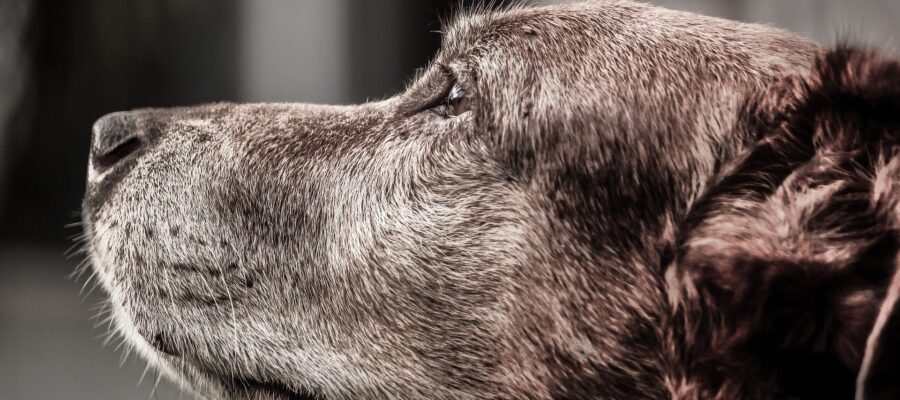 Cómo cuidar a un perro viejo. ¡Algunas sugerencias útiles para usted y su senior!