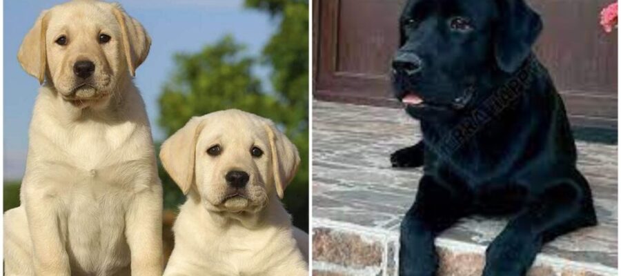 Que son varios labradores negros con la crema