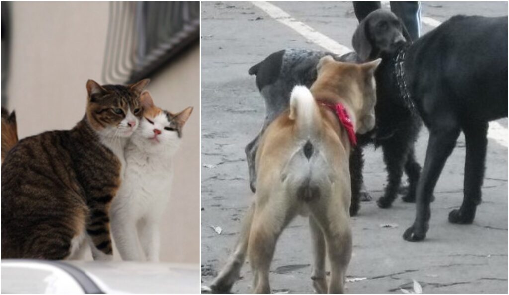 Todo lo relacionado con los animales en el fuego. Cuánto tiempo el período de calor en perros y gatos depende del género: mujer o hombre