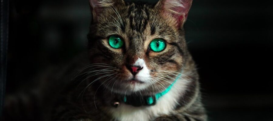 ¿Cuáles son las vacunas que necesita hacer en gatos en Rumania? Esquema de vacunación
