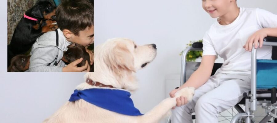 ¿Qué tipo de personas pueden ayudar a la terapia para perros? ¿Dónde puedes encontrar estos centros en Rumania?